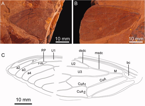 Figure 3. Forewing of Tithopsaltria titan sp. nov. (F.147103). A, Distal portion of the forewing. B, Proximal section of the forewing. C, Venation and relative positions of each of the wing sections.
