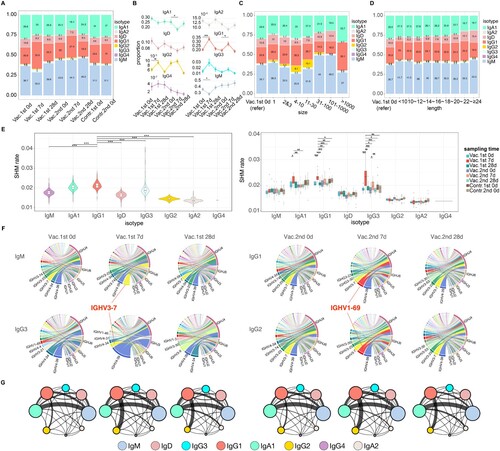 Figure 4. Immunoglobulin isotypes and CSR changes. (A) Stack bar plot showing the proportion of each immunoglobulin isotype at different sampling time points. (B) Dynamic changes for the proportion of immunoglobulin isotypes during different time points with vaccination. Wilcoxon's signed-rank test was applied to compare the difference between acute phase and other phases in the vaccine group in different isotypes. Only statistically significant comparisons were marked. (C) Stack bar plot showing the proportion of each immunoglobulin isotype in different clone abundance groups. (D) Stack bar plot showing the proportion of each immunoglobulin isotype in different CDR3 length groups. (E) SHM rate among different immunoglobulin isotypes (left panel) and among different sampling time points for different immunoglobulin isotypes (right panel). The SHM rate of IgG4 was excluded from this analysis due to its limited representation within the dataset, as it accounted for only a small proportion. Mann–Whitney U test was applied to compare the difference between IgG1 and other immunoglobulin isotypes (left panel) and the difference between the acute phase and other phases in different immunoglobulin isotypes (right panel). Only statistically significant comparisons were marked. All the P-values above were exhibited as follows(***P-value < 0.001, **P-value < 0.01, *P-value < 0.05). (F) Circos plot showing the V–J gene segment pairs frequency of IgM and IgG3 for different sampling time points in the first vaccination and of IgG1 and IgG2 in the second vaccination. (G) CSR network for different sampling time points with vaccination. Node size reflects the proportion of each immunoglobulin isotype and edge thickness indicates the enrichment level of observed switches in the two corresponding IGH subclasses.