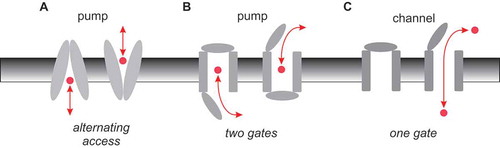 Figure 1. Basic mechanisms of pump and channel function. (a) Alternating access model of pump function. A conformational change in the membrane-spanning parts of the protein (grey) results in substrate (red) being accessible to the intracellular side of the membrane in one conformation (inward-facing), and to the extracellular side of the membrane in the other conformation (outward-facing). (b) This same mechanism can be expressed in terms of outer and inner gates that are never open at the same time (outer gate closed in the inward-facing state, inner gate closed in the outward-facing state). (c) Ion channels can operate with a single gate, which is closed in the channel closed state and open in the channel open state, allowing a continuous aqueous pathway for ion electrodiffusion across the membrane.