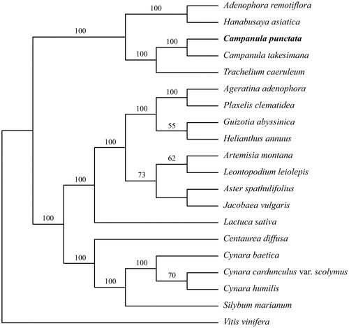 Figure 1. Phylogenetic relationship based on chloroplast genome sequences from 19 Asterales and one Vitaceae species. Accession numbers: Adenophora remotiflora KP889213, Hanabusaya asiatica KJ477692, Campanula punctata KU198434, Campanula takesimana KP006497, Trachelium caeruleum NC010442, Ageratina adenophora JF826503, Plaxelis clematidea KF922320, Guizotia abyssinica EU549769, Helianthus annuus NC007977, Artemisia montana KF887960, Leontopodium leiolepis NC027835, Aster spathulifolius KF279514, Jacobaea sativa HQ234669, Lactuca sativa DQ383816, Centaurea diffusa KJ690264, Cynara baetica KP842706, Cynara cadunculus var. scolymus KP842712, Cynara humilis NC027113, Silybum marianum KT267161, Vitis vinifera NC007957.