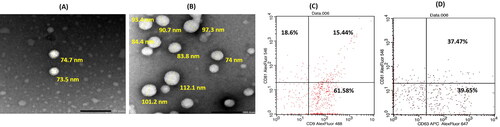 Figure 2. TEM images of blank exosomes (A) and Luteolin loaded exosomes (B) at magnification ×40 K; scale bar represents 200 nm. Flow cytometric analysis of exosomes surface tetraspanins markers (C, D); where upper left quadrant of scatter blots represents exosomes expressing the CD marker blotted on Y axis, while lower right quadrant represents exosomes expressing the CD marker blotted on X axis and the upper right quadrant represents the exosomes expressing both CD markers.