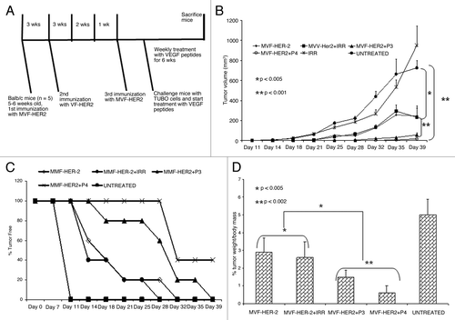 Figure 5. Effects of HER-2 Immunization and VEGF peptide treatment in a transplantable tumor model. (A) Immunization scheme for BALB/c mice. Mice were immunized subcutaneously with 100 μg of MVF-HER-2 three times at three weeks intervals. Two weeks after the third immunization, mice were challenged with TUBO cells and treated weekly with VEGF peptide mimics and irrelevant peptide for 6 weeks. (B) Effects of combination treatment on tumor growth. Wild type BALB/c mice (n = 5), at the age of 5–7 weeks were immunized subcutaneously three times at three weeks intervals with 100 μg of MVF-HER-2 emulsified in ISA720. After immunization, mice were challenged with TUBO cells and treated intravenously with VEGF peptide mimics or an irrelevant peptide. Tumor measurements were performed twice a week using calipers. The data are presented as the average tumor volume per group and are reported as mm3. Results show a statistical significant difference between the group immunized with MVF-HER-2 vs. the group treated with the VEGF peptide mimics (**p < 0.001). There was a significant difference between immunization plus irrelevant peptide vs. immunization plus treatment with VEGF peptide mimics (*p < 0.001). (C) Effects of immunization and treatment on tumor-free survival rates. Results show that immunization with MVF-HER-2 and treatment with VEGF-P4 produced the best results since 40% of the mice (2 out of 5) remained tumor-free at the end of the experiment. There was also a greater delay in onset of tumor development in the case of VEGF-P3 peptide as compared with the MVF-HER-2 immunization alone. (D) Effects of peptide treatment on % tumor weight per body mass. After treatment, tumors were removed and weighed and the results show a significant difference between treated and untreated groups. p values are reported.