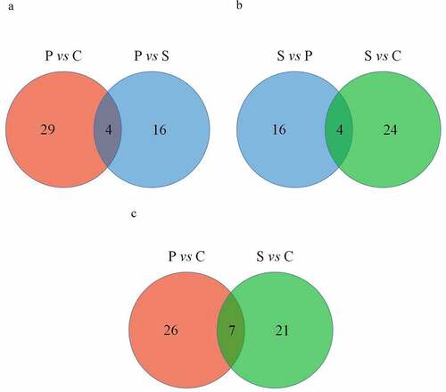 Figure 3. Comparative analysis of DEcircRNAs between each group using a Venn diagram. (a–b) The number of circRNAs specific to the palmitic acid group and stearic acid group. (c) The number of commonly expressed circRNAs in both the palmitic acid and stearic acid groups. P vs C, palmitic acid versus control group; S vs C, stearic acid versus control group; S vs P, stearic acid versus palmitic acid group