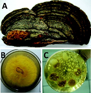 Figure 1. Morphological characteristics of colony and mycelia from P. linteus strains.Note: Fruit of P. linteus from M. alba (A), solid colony (B) and liquid mycelia (C).
