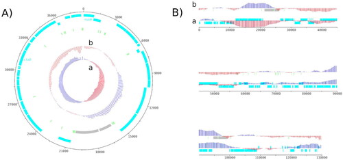 Figure 2. Genome map of the mitochondrial genome (A) and the chloroplastic genome (B) of H. ostrearia.The red and blue colors in GC shiew (a) and GC plot (b) show if the value is below or above average. Protein-coding genes are shown in light blue, transfer RNA genes in light green and ribosomal RNA in light grey. The chloroplast genome is shown as a linear genome because it is not complete. The genome map was made using Artemis v18.2.0.