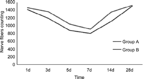 Figure 7. The tendency of proximal nerve fibers counting changes in two groups.