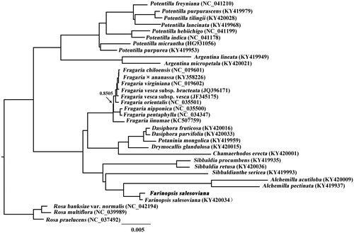 Figure 1. Phylogenetic tree resulting from a Bayesian analysis of the cp genome sequences from 31 Potentilleae taxa plus three Rosa taxa as outgroups. Branch lengths correspond to the genetic distances (substitutions per site). Value along branch represents Bayesian posterior probability (only PP < 1.0 is shown).