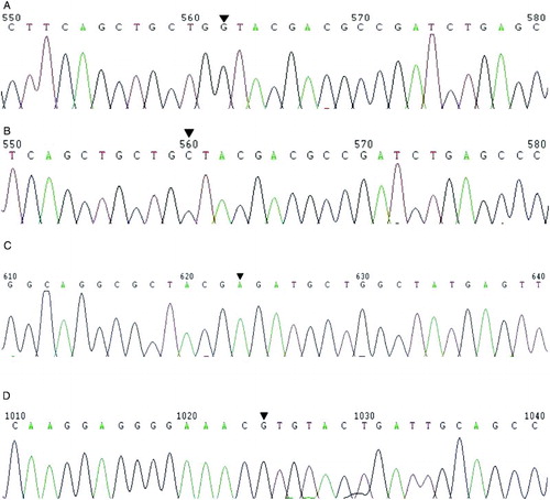 Fig. 2  Reverse sequencing. The PCR products were analyzed by reverse sequencing primed with GATGGGAATACCAGTCGG. A tryptophan (Trp) to cysteine (Cys) substitution was detected by comparing: A) 5’-…TGG TAC GAC GCC…-3’ to B) 5’-…TGC TAC GAC GCC…-3’. Arrows indicate the PGAM4 G75C (rs138178131) G→C transversion. C) The result of A→C transversion retained (Arg). The arrow indicates the site of PGAM4 A138C at which a synonymous mutation was identified in the Japanese population but not the Chinese Han population. D) The reverse sequencing of PGAM45’ G539A. The arrow indicates the site of the previously reported G→A transition within the Japanese population. This yields an arginine (Arg)→ histidine (His) substitution. However, the G→A was not detected among the 214 Chinese Han subjects.