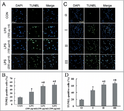 Figure 7. LPS can induce apoptosis in AMs of silicosis subjects. (A) AMs in the observer group were treated without or with LPS (100, 150, 200 μg/ml), and cell apoptosis determined after 24 h using TUNEL. Scale bar: 30 μm. (B) Quantification of TUNEL-positive apoptotic cells in AMs treated with different LPS concentrations. Six fields per sample were analyzed for each cell population. The bar graph shows the percentage of TUNEL-positive nuclei relative to DAPI-positive total nuclei (n = 5 each group. *, P < 0.05 vs. CON; #, P < 0.05 vs. 100 μg/ml LPS group). (C) Representative photographs of TUNEL staining in AMs at different stages of silicosis. Scale bar: 30 μm. (D) Quantification of TUNEL-positive apoptotic cells in AMs at different stages of silicosis. n = 5 for observer, stage I, II and III groups. *, P < 0.05 vs. observer group; #, P < 0.05 vs. stage I patient group).