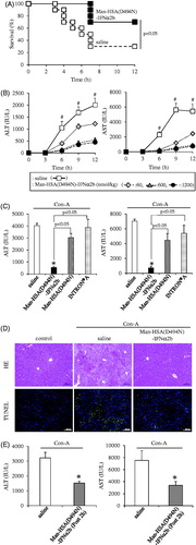 Figure 5. Man-HSA(D494N)-IFNα2b ameliorated Con-A induced liver damage in mice. (A) Man-HSA(D494N)-IFNα2b (600 nmol/kg) was administered intravenously just before lethal Con-A (50 mg/kg, i.v.) treatment. ▪: Saline, □: Man-HSA(D494N)-IFNα2b. Survival analysis was conducted according to Kaplan–Meier method and the log-rank test was performed on the differences between Saline and Man-HSA(D494N)-IFNα2b. Data are expressed the mean ± SEM (n = 10). (B–D) Man-HSA(D494N)-IFNα2b was injected intravenously just before the Con-A (12.5 mg/kg, i.v.) treatment. (B) ALT and AST values in plasma were measured at 0, 3, 6, 9 and 12 h after the Con-A challenge. (C) ALT and AST values in plasma were measured at 12 h after the Con-A treatment. (D) Paraffin-embed liver tissue were prepared at 12 h after the Con-A treatment and subjected to histopathological examination (HE and TUNEL staining). (E) Man-HSA(D494N)-IFNα2b was administered intravenously at 2 h after Con-A (12.5 mg/kg) treatment. Data are expressed the mean ± SEM (n = 6). #p<.05 compared with Man-HSA(D494N)-IFNα2b. *p < .05 compared with saline.