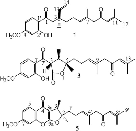 Figure 1. Chemical structures of kopetdaghin A (1), kopetdaghin C (3) and kopetdaghin E (5) isolated from D. kopetdaghense.