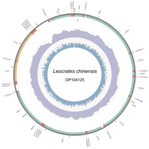 Figure 2. The complete mitogenome of Leocrates chinensis. The middle circles and innermost represent depth distribution and GC content, respectively. The outermost circle shows gene arrangements, with green for PCGs fragments, orange for rRNAs and red for tRNAs.