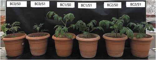 Figure 3. The effect of biochar applications on the growth of tomato plants grown under salt-stress and non-stress conditions. S-0: Non-saline water (as a control), S-1: 100 mM (NaCl), BC-0: Sandy loam soil in 3.5-L pots, BC-1: 5% biochar mixed thoroughly with the sandy loam soil prior to filling into 3.5-L pots, BC-2: 10% biochar mixed thoroughly with the sandy loam soil prior to filling into 3.5-L pots.