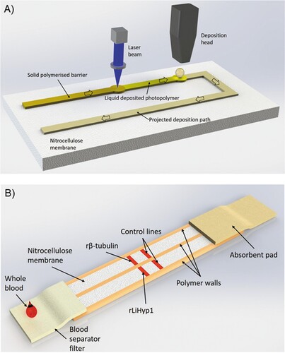 Figure 1. (A) LDW setup. Scheme of the laser-based direct-write setup, which shows the deposition head printing the liquid photopolymer onto the nitrocellulose membrane and its subsequent photo-polymerization by the laser beam. (B) Duplex LFD specific for human VL (VL-LFD). Schematic diagram of the proposed new LDW LFD with double-channel geometry as a rapid serodiagnostic assay for human VL. The assay is based on a laser-patterned microfluidic device on a low-cost paper platform, using recombinant β-tubulin and LiHyp1 antigens.