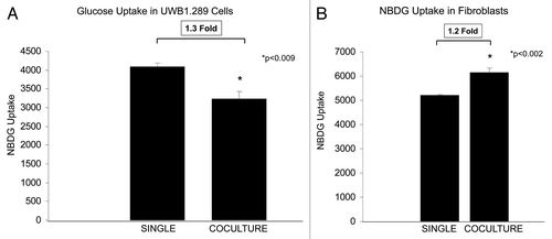 Figure 10. Reciprocal metabolic reprogramming in BRCA1-null ovarian cancer cells and co-cultured stromal fibroblasts. (A) Glucose uptake in UWB1.289 cells and fibroblasts was measured under homo-typic and co-culture conditions. Cells were cultured for 7 d, and glucose uptake was measured by NBDG uptake. Note that NBDG uptake decreases by 1.3-fold in UWB1.289 cells in co-culture with fibroblasts. (B) Glucose uptake in fibroblasts cultured alone and with UWB1.289 cells. Cells were cultured alone and with UWB1.289 for 5 d. Then, the media was changed to HBSS for 16 h and glucose uptake was measured by measuring NBDG uptake. Note that NBDG uptake decreases by 1.2-fold during co-culture with fibroblasts.