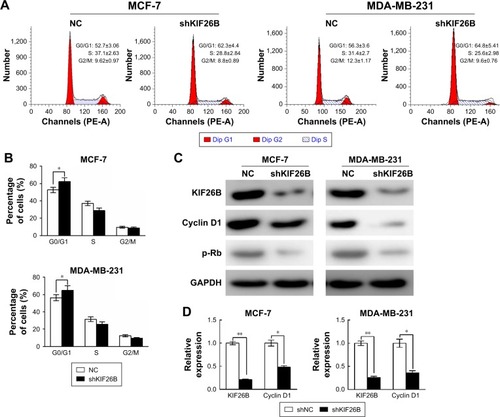 Figure 4 Knockdown of KIF26B arrested the cell cycle at the G0/G1 phase.