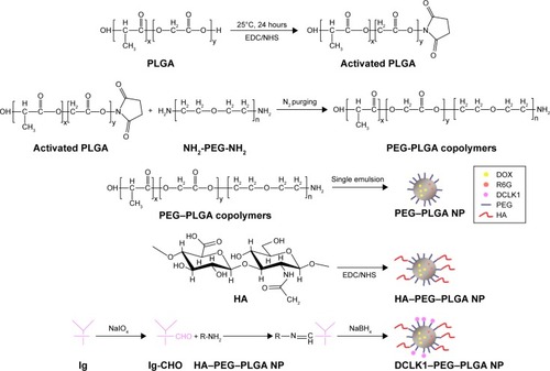 Figure 1 A schematic illustration of the synthesis of DCLK1–HA–PEG–PLGA NP.Abbreviations: DCLK1, doublecortin-like kinase 1; DOX, doxorubicin; EDC, 1-ethyl-3-(3-dimethylaminopropyl) carbodiimide hydrochloride; FITC, fluorescein isothiocyanate; HA, hyaluronic acid; NHS, N-hydroxysuccinimide; Ig, immunoglobulin; NP, nanoparticle; PEG, poly(ethylene glycol); PLGA, poly(d,l-lactide-co-glycolide); R6G, rhodamine 6G.