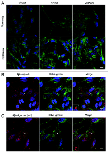 Figure 12. Hyperoxia enhanced endocytosis without inducing Aβ localization to endosomes. (A) Single immunostaining of Rab5 (green fluorescence) in vector, APPwt and APPswe cells under normoxia or hyperoxia. Under normoxia, Rab5 showed a preferentially diffuse (cytosolic) distribution pattern, while after exposure to hyperoxia it becomes more granular (membrane bound), suggesting an upregulation of early endosomes after oxidative stress. Bar, 60 μm. n = 3. Nuclei were stained by DAPI (blue fluorescence). (B and C) Double immunostaining showed no colocalization between Aβ1–42 (B, red fluorescence) or Aβ oligomers (C, red fluorescence) and Rab5 (B and C, green fluorescence) in APPswe cells after exposure to hyperoxia (arrow and magnified image), suggesting that most of intralysosomal Aβ was not delivered by endocytosis. Bar, 40 μm. n = 3. Nuclei were stained by DAPI (blue fluorescence).