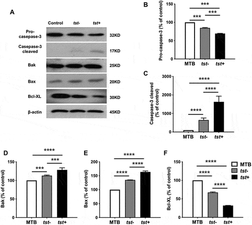 Figure 3. S. aureus strains induced up-regulation of Bak and Bax, down-regulation of Bcl-XL, and activation of caspase-3 in platelets. Washed platelets (3×108/ml) were incubated with the tst gene associated SaPI positive (tst+) or negative isolates (tst-) (1:20) or vehicle (MTB buffer) at 37°C for 1.5 h. Representative immunoblots (A) and quantification for 32 kDa pro-caspase-3 (B), and 17 kDa cleaved caspase-3 (C), Bak (D), Bax (E) and Bcl-XL(F) are shown. Data were expressed as mean ± SEM from 3 independent experiments. ****P<0.0001; ***P<0.001, Tukey test.