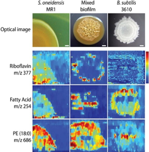 Figure 5. nanoDESI IMS biofilm images showing riboflavin (vitamin B12, which plays an essential role in extracellular electron transfer by Shewanella oneidensis MR-1), fatty acids, and phosphatidylethanolamines. Image adjusted by permission from Watrous et al. (Citation2013).