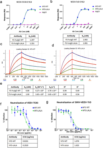 Figure 1. hF5-WT and hF5-LALA binding and neutralization potency. hF5-WT, hF5-LALA mutant, and human IgG isotype control binding to immobilized, recombinant VEEV-TC83 E1E2 trimer (a), and VEEV-TrD E1E2 trimer (b) mean and standard deviation (SD) from experiments performed in duplicate on gyrolabs immunoassay platform. BLI kinetic sensorgrams for hF5-WT (c) and hF5-LALA (d) against recombinant VEEV-TC83 E1E2 trimer. Table with equilibrium dissociation constant (KD), on-rate (ka), and Off-rate (kd) calculated from BLI kinetics experiments (e). TC83 neutralization and calculated IC50 values for hF5-WT and hF5-LALA calculated from plaque neutralization assay (PNA) experiments performed in triplicate (f). SINV-TrD GFP neutralization and calculated IC50 values for hF5-WT and hF5-LALA calculated from focus forming unit neutralization experiments performed in triplicate (g). Representative data shown for one of three independent experiments.