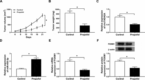Figure 9. Propofol inhibits tumor growth in vivo. (a) Tumor volume was measured every 3 days. (b) Tumor weight was measured on day 21. (c-f) The expression of circTADA2A, miR-455-3p and FOXM1 were determined using qRT-PCR or western blot. *P < 0.05.