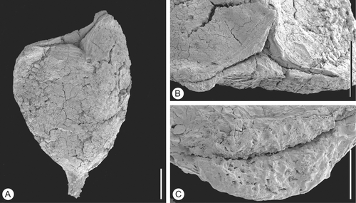 Figure 8 Tricarpellate gynoecium ofValecarpus pedicellatus. SEM‐micrograph. Holotype, S122094, sample Vale de Agua 19. A. Lateral view of gynoecium showing short stalk. B. Apical view of gynoecium showing the triangular shape. C. Double crested stigma along upper part of ventral slit. Scale bars – 500 µm (A, B); 100 µm (C).