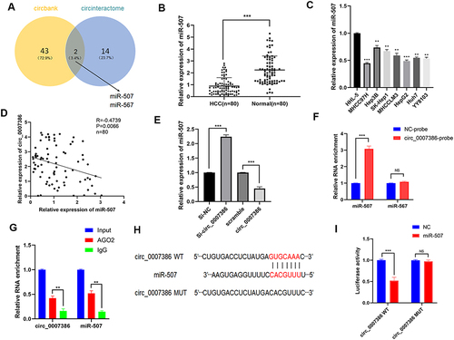 Figure 5 Circ_0007386 binds to miR-507 in HCC cells. (A) Venn diagram presented miRNAs of circ_0007386, based on circBank and circInteractome. (B–C) The relative expression of miR-507 in HCC tissues and cells was determined using qRT-PCR. (D) Spearman correlation analysis of circ_0007386 expression versus miR-507 expression in HCC tissues. (E) The expression of miR-507 was upregulated upon circ_0007386 knockdown while being downregulated upon circ_0007386 overexpression. (F) Pulldown assay showed that miR-507 could be pulled down by the circ_0007386 probe. (G) RIP assay showed that circ_0007386 and miR-507 could be enriched by AGO2 antibody. (H) Wild-type (WT) and mutant plasmids (MUT) of circ_0007386 were designed according to the Starbase. (I) Luciferase activity in HCC cells confirmed the binding of circ_0007386 and miR-507. Data were all showed as mean ± SD; ns indicated no significance, **p < 0.01,***p < 0.001.