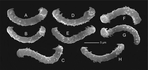 Figure 9. Sigmaspire microscleres of Microscleroderma lava sp. nov. (holotype MNHN-IP-2019-10)