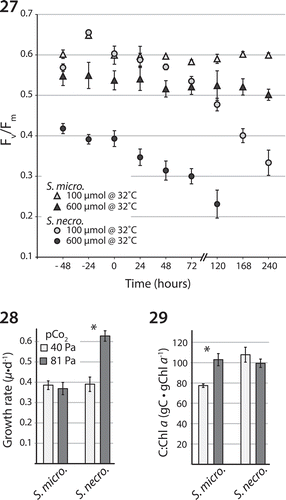 Figs 27–29. Physiological trait differences between S. microadriaticum and S. necroappetens sp. nov. Fig. 27. Dark-acclimated PSII quantum yields ± SD (Fv/Fm) measured for each species gradually exposed to elevated temperature and held at 32°C under 100 or 600 µmol photons m−2 s−1 for 10 days (n = 4 technical replicates). Fig. 28. Growth rate (µ) per day under ambient (Pa 40) and (Pa 81) pCO2 atmospheric concentrations projected for the end of this century. Fig. 29. The effect of ambient and high pCO2 on carbon to chlorophyll a concentrations per cell. Asterisk indicates statistically significant differences between treatments for each species. The figures presented here were modified and redrawn from Robison & Warner (Citation2006) and Brading et al. (Citation2011).