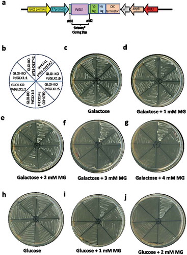 Figure 8. Mutant GLO1 yeast cells genetically transformed with the yeast expression cassette pYES-DEST52-PdGLX1:1–6 (a). The pictorial representation of the different constructs are shown (b), the transgenic cells were then streaked on Ura− SD galactose media (c), along with the different concentrations of MG; 1 mM MG (d), 2 mM MG (e), 3 mM MG (f), 4 mM MG (g), the transgenic cells were also streaked on different Ura− SD glucose media (h), along with different concentrations of MG; 1 mM MG (i), 2 mM MG (j)