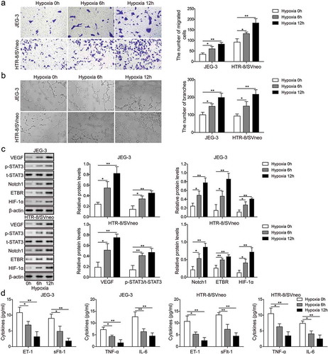 Figure 2. Hypoxia promotes invasion and angiogenesis of trophoblast cells. (a) Transwell invasion assay was used to determine cell invasion of trophoblast cells at 0 h, 6 h and 12 h after hypoxia. (b) Matrigel assay was used to measure angiogenesis of trophoblast cells at 0 h, 6 h and 12 h time after hypoxia. (c) Western blot analysis of related proteins indicated in figures after hypoxia. (d) ELISA analysis of ET-1, TNF-α, sFlt-1 and IL-6 levels at 0 h, 6 h and 12 h after hypoxia. * P< 0.05; ** P< 0.01.