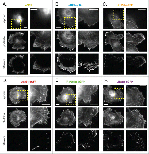 Figure 6. Comparison of live-cell actin probes and phalloidin in mouse B16-F10 cells on laminin. Comparison of Alexa 564 phalloidin localization and eGFP actin reporters in fixed B16-F10 cells stably expressing (A) eGFP, (B) eGFP-actin, (C) Utr230-eGFP, (D) Utr261-eGFP, (E) F-tractin-eGFP and (F) Lifeact-eGFP.