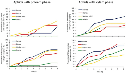 Figure 4. Proportion of Aphis fabae and Myzus persicae that reached vascular tissues – xylem and phloem – in the leaves of white-berried grapevine cultivars “Aurora”, “Bianca”, “Muskat Letni”, and “Solaris”.