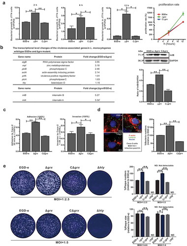 Figure 4. Mutation of grx increased the effciency of bacterial intracellular growth and cell-to-cell spreading via upregulating the internalins, InlA and InlB.(a) Intracellular growth of L. monocytogenes in murine-derived J774 macrophages. Gentamycin (50 μg/mL) was added 30 min post infection. The J774 cells infected with L. monocytogenes wild-type EGD-e and grx mutant were lysed at the indicated time points (2, 6, and 12 h), and viable bacteria serially plated on BHI plates. The number of recovered bacteria able to invade cells and survive are expressed as means ± SDs for each strain. (b) The transcriptional level changes of the virulence-associated factors (prfA, plcA, plcB, hly, mpl, inlA and inlB) of L. monocytogenes wild-type EGD-e and grx mutant, which were identified by the transcript analysis. Expression of InlB in the wild-type and mutant strains were assayed by Western blotting. (c) Adhesion and invasion of L. monocytogenes in human epithelial cells, Caco-2. Cells infected with L. monocytogenes wild-type EGD-e, and gene deletion and complementation mutants (Δgrx and CΔgrx) at the indicated time points were lysed and viable bacteria serially plated on BHI plates. The number of recovered bacteria able to invade cells and survive are expressed as means ± SDs for each strain. (d) Intracellular multiplication of L. monocytogenes in Caco-2 cells 6 h post infection. Bacteria were detected with anti-Lm (green), and bacteria actin tails and host actin were detected using phalloidin (red), while the cell nucleus was labeled with DAPI (blue). The scale bar is 10 μm. The high-magnification images displayed at the bottom of each image show F-actin (red), bacteria (green), and nuclei (blue). (e) Plaque assay performed on the L929 fibroblast monolayers infected by L. monocytogenes wild-type EGD-e, and gene deletion and complementation mutants (Δgrx and CΔgrx). The plaque numbers of the mutant strains were indicated as a percentage of those formed by the wild-type strain. The mutant strain hly, which is completely unable to spread during cell infection, was taken as a reference negative control. *P<0.05; **P<0.01; ns means no significance. Data are expressed as means ± SDs.