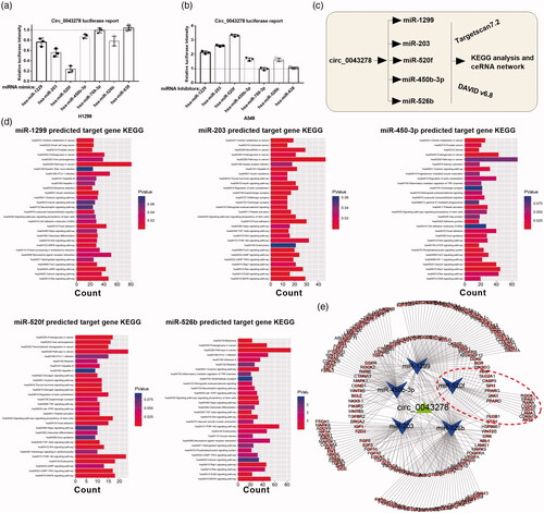 Figure 4. KEGG analysis of circ_0043278 target miRNAs. (a and b) Dual-luciferase reporter assay was performed in H1299 and A549 cells to verify the interaction between circ_0043278 and miR-1229, miR-203, miR-520f, miR-450b-3p, miR-769-3p, miR-526b, or miR-638. (c) Schematic diagram of the establishment of circ_0043278 ceRNA network. (d) KEGG analysis of miR-1299, miR-203, miR-450-3p, miR-520f and miR-526b. (e) The ceRNA network of circ_0043278 within miR-1299, miR-203, miR-450-3p, miR-520f and miR-526b.