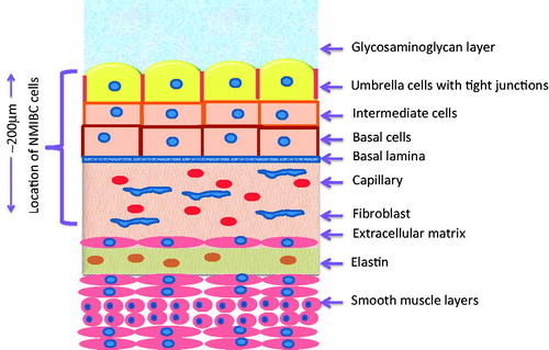 Figure 1. Structure of bladder wall. This wall is very impermeable to water. The umbrella cells contain a high percentage of highly hydrophobic lipids in addition to having very tight junctions between cells. Drugs must traverse through the glycosaminoglycan layer, three layers of cells, the basal lamina and underlying stroma to reach to the depth of tumour cells. NMIBC cells do not penetrate into the first muscle layer. It has been reported that hyperthermia can damage this mucosal layer, thereby increasing drug penetrability.