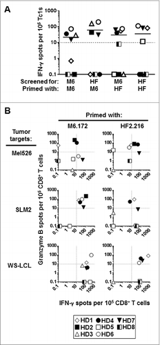 Figure 1. Healthy donor CD8+ T cells stimulated in vitro with MAGE-A6172–187 and HF-2216–229 peptides cross-react to both peptides and recognize HLA-matched MAGE-A6+ tumor cells. CD8+ T cells purified from healthy donor (HD) peripheral blood underwent a single round of in vitro stimulation with the following autologous mature dendritic cell (mDC) groups: unpulsed (negative control), MAGE-A6172–187 (M6.172; M6) or HF-2216–229 (HF2.216; HF) peptide-pulsed. The relative frequencies of peptide- and tumor-specific CD8+ T-cell responders primed with the indicated peptide were measured in interferon γ (IFNγ) and granzyme B ELISPOT assays. (A) CD8+ T cells were screened for their ability to produce IFNγ in response to autologous antigen presenting monocytes pulsed with the indicated peptides, and (B) for their ability to produce IFNγ and granzyme B in response to HLA-A2+ MAGE-A6+ Mel526, SLM2, and WS-LCL cell lines. Background levels of IFNγ and granzyme B produced by CD8+ T cells stimulated with unpulsed mDC and induced by autologous monocytes or allogeneic tumor cell targets were subtracted from the presented peptide- and tumor-specific responses, respectively. Spot counts greater than 10 over the control were considered to be antigen-specific (dotted lines in (A) and (B) represent the cut-off) and the number of reactive spots per 105 CD8+ T cells are shown. Eight healthy HLA-A2+ donors (HD) were evaluated. Note: for HD5, insufficient numbers of cells were obtained after MAGE-A6172–187 stimulation to allow for testing of peptide cross-recognition; for HD2, insufficient cell numbers were obtained after peptide stimulations to allow for testing of WS-LCL recognition. Unmanipulated ELISPOT data presented in this figure are presented in Table SI and Figure S2.
