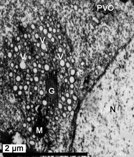 Figure 4.  Electron micrograph of oogenesis in female Protothaca (Notochione) jedoensis. An early vitellogenic oocyte (EVO). Note the early vitellogenic oocyte (EVO) containing a large nucleus (N), and several mitochondria (M) and a number of vacuoles (V) in the cytoplasm.