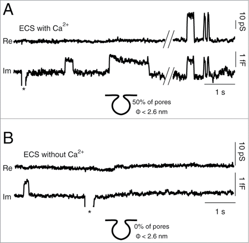 Figure 2. Calcium removal from ECS results in wide fusion pores in astrocytes. (A) Representative discrete steps in membrane capacitance (Cm) denote transient fusion exocytotic events. The top trace shows the real (Re) part and the bottom one the imaginary (Im) part of the admittance signal in controls bathed in extracellular solution (ECS) containing 2 mM Ca2+ (ECS with Ca2+). The Im trace exhibits 2 types of reversible exocytotic events: those without projections (left) and those with projections to the Re trace (right). In controls, overall, 50% of reversible events in the Im trace exhibited projections to the Re trace. (B) Representative discrete steps in Cm from astrocytes bathed in Ca2+-free ECS (ECS without Ca2+). No reversible events, detected in the Im trace, exhibited a projection to the Re trace, indicating wide diameter fusion pores. Asterisks denote truncated calibration pulses.