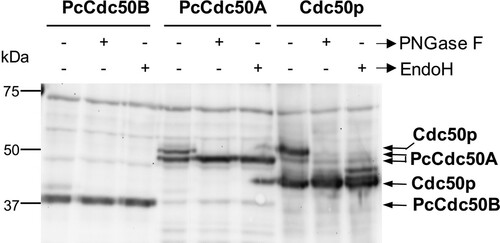 Figure 3. Deglycosylation assays of PcCdc50B and PcCdc50A co-expressed with PcATP2. Membranes co-expressing PcATP2/PcCdc50B, PcATP2/PcCdc50A or Drs2p/Cdc50p were enzymatically deglycosylated with PNGase F or EndoH, as indicated. 10 µg total protein were loaded in the experiments with PcATP2/PcCdc50B and PcATP2/PcCdc50A, whereas 5 µg of total protein were loaded in the control experiment with Drs2p/Cdc50p. The western blots were revealed with the HisProbeTM to detect the 10xHis tag.