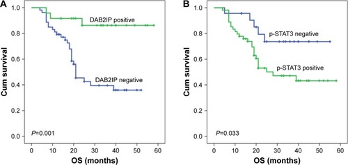 Figure 5 Kaplan–Meier curves of OS in bladder cancer based upon DAB2IP and p-STAT3 expression.