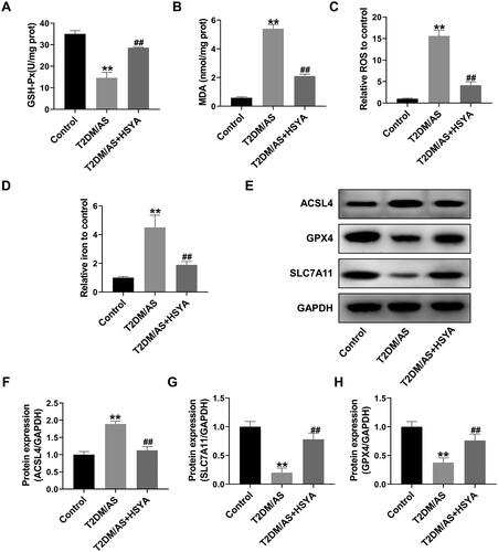 Figure 3. HSYA inhibits the occurrence of aortic ferroptosis in the T2DM + AS model mice (A–C) Biochemical detection of the GSH-Px, MDA, and ROS contents in the aortic tissue of the mice in each group (n = 4); (D) Detection of iron ion contents in the aortic tissue (n = 4); (E–H) expression levels of the ferroptosis-related proteins ACSL4, SLC7A11, and proteins in the aortic tissues of the mice in each group (n = 3) were detected by western blotting, and the optical density values of the protein bands were statistically quantified using ImageJ software. **p < 0.01, *p < 0.05, compared with the control group; ##p < 0.01, #p < 0.05, compared with the T2DM/as group; the difference was statistically significant.