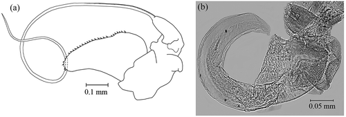 Figure 15. Uncuniscus singularis gen. nov., sp. nov. Male. Holotype. (a) Exopodite and endopodite of the second pair of pleopods; (b) exopodite of the fifth pair of pleopods.