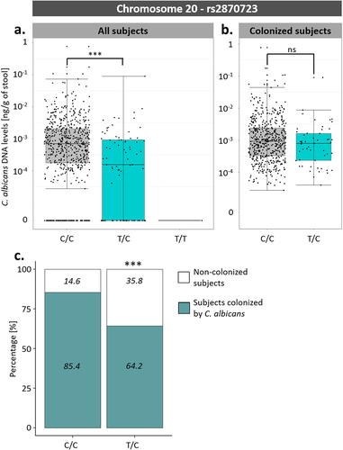 Figure 7. Association between rs2870723 genotypes and the levels of C. albicans intestinal carriage. (a) Boxplot of the variation of C. albicans DNA levels according to the rs2870723 genotype of the 695 Milieu Intérieur subjects. (b) Boxplot of the variation of C. albicans DNA levels according to the rs2870723 genotype of the 574 subjects colonized with C. albicans. (c) Percentage of subjects colonized by C. albicans (green) and not colonized (white) according to the rs2870723 genotype of the Milieu Intérieur subjects. The percentage of colonized and not colonized subjects within each genotype are noted in italics. ***p-value < .0005, ns non-significant.