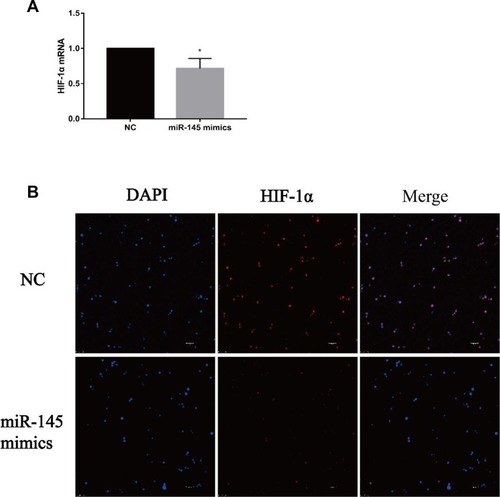 Figure 3 miR-145 inhibits HIF-1α expression in vitro (n=3). CD4+ T cells were obtained and transfected with miR-145 mimics or negative control oligonucleotide, followed by incubation for 3 days in the presence of TGF-β (2 ng/mL) and IL-4 (10 ng/mL). (A) HIF-1α mRNA was measured by RT-PCR. (B) Immunofluorescence was used to detect the expression of HIF-1α (Bar = 10 um).Notes: The data represent the mean ± standard deviation (SD) from three independent experiments. *P<0.05.Abbreviations: HIF-1α, hypoxia-inducible factor-1α; DAPI, 4ʹ,6-diamidino-2-phenylindole; NC, negative control; TGF-β, transforming growth factor-β; IL, interleukin; RT-PCR, reverse transcription-polymerase chain reaction.