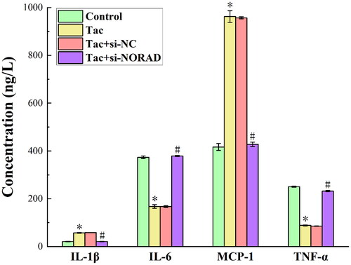 Figure 5. The results for the expression of inflammatory factors IL-1β, IL-6, MCP-1 and TNF-α in each group of kidney tissues detected by ELISA. *p < 0.05, compared to the Control group. #p < 0.05, compared to the Tac and Tac + si-NC groups.