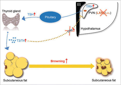 Figure 1. Schematic diagram of actions of LXRβ in controlling of thyroid hormone feedback in the brain and browning of SAT. TRH expressed by the neurons in PVN of the hypothalamus stimulates release of TSH from the anterior pituitary, which in turn stimulates thyroid hormone synthesis at the thyroid gland. T4/T3 in the circulation enter their target organs such as SAT and activate the browning process. In reverse, the circulating thyroid hormones negatively regulate their own production through targeting both pituitary and hypothalamus. LXRβ is able to transcriptionally inhibit the expression of TRH in the PVN area. Genetic depletion of LXRs releases their transcriptional suppression on TRH and breaks the negative feedback loop due to the lack of TRs in the PVN area, thus promotes TSH secretion in the pituitary and activates the synthesis of thyroid hormone, which eventually increases the browning of SAT.