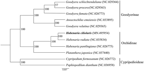 Figure 1. Maximum-likelihood phylogenetic tree of H. ciliolaris with 10 complete chloroplast genome sequences of Orchidaceae. Numbers in the nodes are the bootstrap values from 1000 replicates and the position of H. ciliolaris is shown in bold. All the sequences were downloaded from NCBI GenBank.