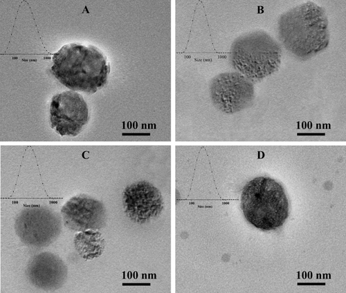 Figure 1 The particle size and morphology of four nanoself-assemblies. (A) PD@TAN-Nanos, (B) PD@GA-Nanos, (C) DCA@TG-Nanos, (D) PD@TG-Nanos.